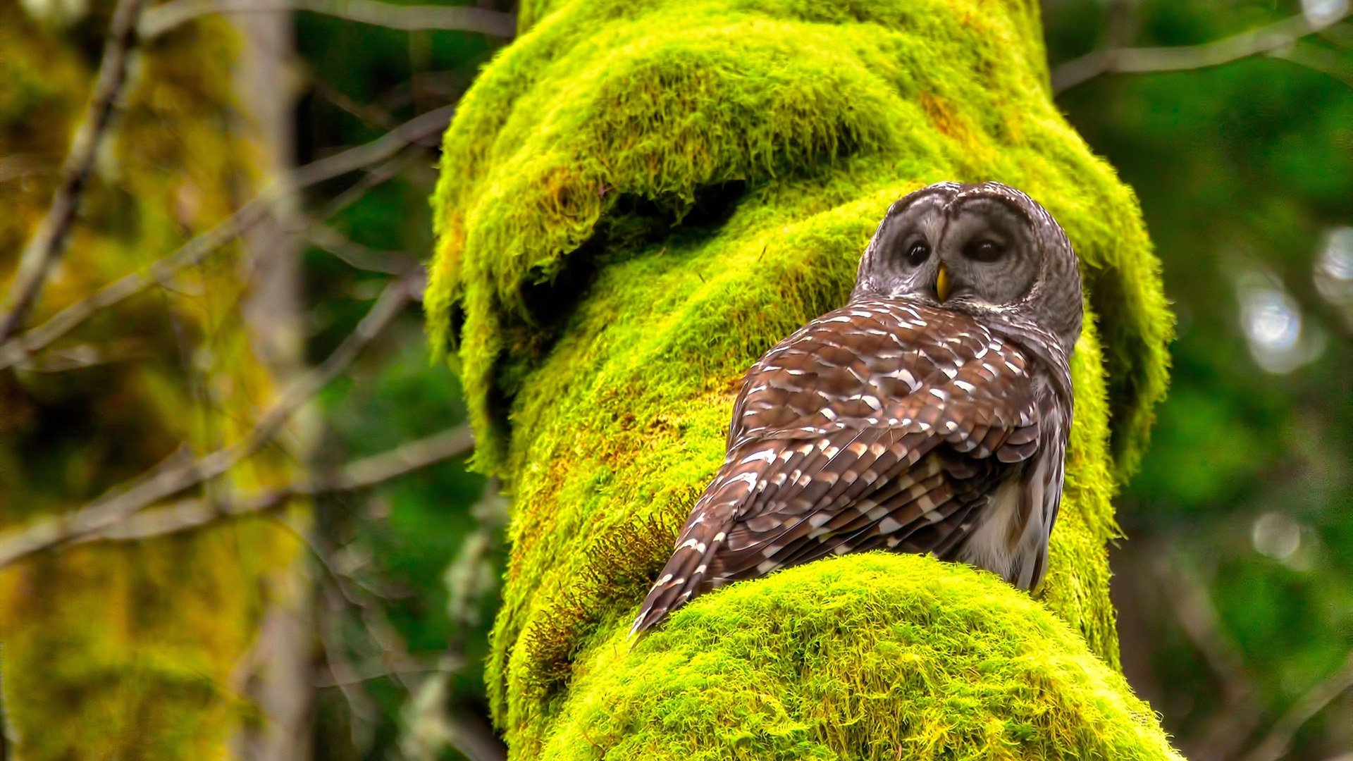 中国足球门前抢点效率统计，足球抢点是什么意思